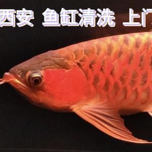 龍魚(yú)缸里養(yǎng)什么清潔魚(yú)（七彩清道夫魚(yú)的飼養(yǎng)技巧） 龍魚(yú)百科 第5張