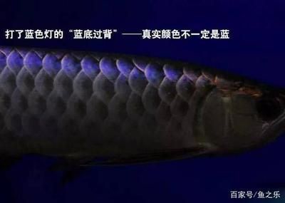 龍魚麻藥怎么用效果好呢（為了確保龍魚在手術(shù)中得到良好的麻醉效果，龍魚麻醉前后應(yīng)注意事項(xiàng)） 龍魚百科 第4張