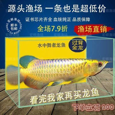 觀賞金龍魚活體魚苗批發(fā)（尋找觀賞金龍魚活體魚苗的批發(fā)信息時(shí)可以從以下幾個(gè)方面進(jìn)行考慮） 龍魚百科 第1張