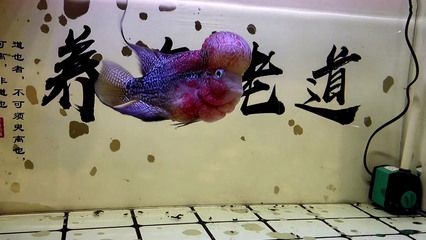 魚缸清道夫都有啥品種（清道夫魚的飼養(yǎng)技巧） 龍魚百科 第5張