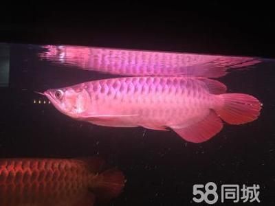 超血紅龍魚發(fā)色過程（如何通過飼養(yǎng)促進龍魚發(fā)色）