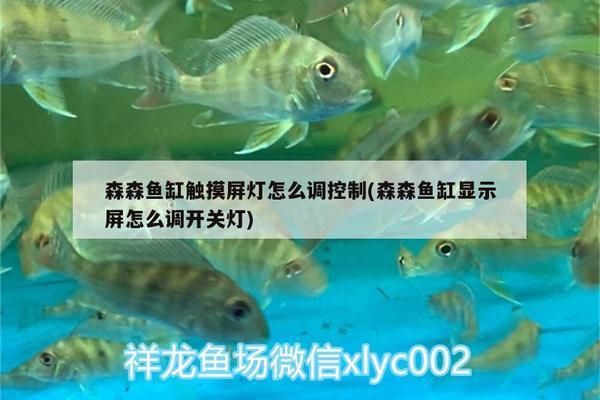 森森魚缸顯示屏怎么設(shè)置自動開關(guān)燈（如何校準(zhǔn)魚缸顯示屏?xí)r間魚缸顯示屏?xí)r間魚缸自動開關(guān)燈節(jié)能嗎） 龍魚百科 第4張