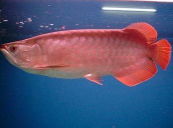 龍魚(yú)可以喂活小魚(yú)嗎？（養(yǎng)魚(yú)愛(ài)好者建議喂活小魚(yú)給龍魚(yú)，有不同的觀點(diǎn)和建議） 龍魚(yú)百科 第5張