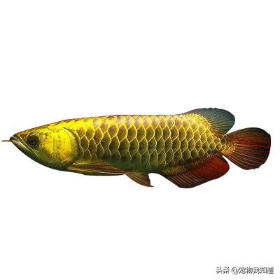 龍魚鑒定（龍魚品相鑒別技巧）