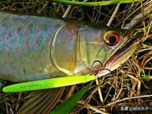 亞馬遜河魚類繁殖習(xí)性（亞馬遜河魚類繁殖習(xí)性的詳細(xì)信息亞馬遜河魚類繁殖策略） 龍魚百科 第2張