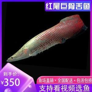 雷龍魚批發(fā)去哪里（雷龍魚批發(fā)市場信譽評價） 龍魚百科 第5張