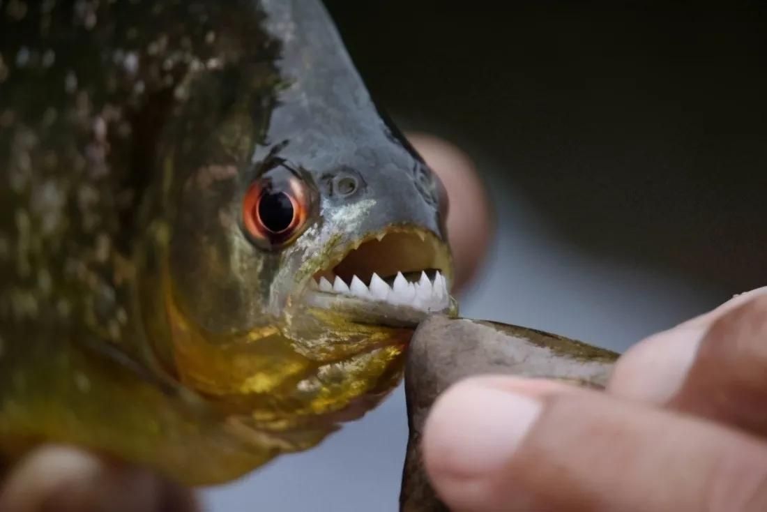 亞馬遜河魚(yú)種瀕危等級(jí)（亞馬遜河生態(tài)破壞原因巨骨舌魚(yú)人工養(yǎng)殖技術(shù)） 龍魚(yú)百科 第4張