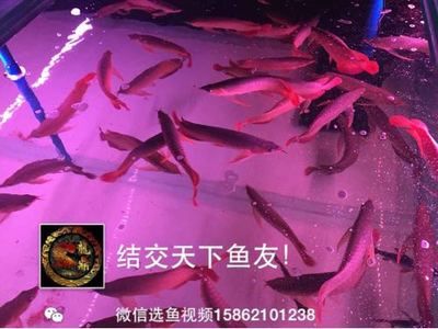 龍魚(yú)進(jìn)貨渠道有哪些種類（如何選擇龍魚(yú)進(jìn)貨渠道）