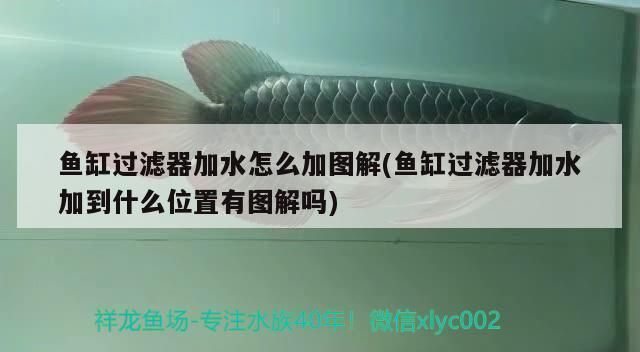 銀龍魚可以吃海蝦米嗎圖片（銀龍魚可以吃海蝦米嗎，銀龍魚吃海蝦米對它們有什么好處） 水族問答