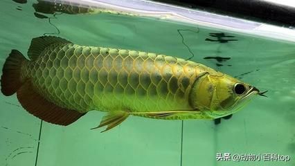 龍魚(yú)幾歲成年（龍魚(yú)成年后如何辨別性別，影響生長(zhǎng)速度的因素）