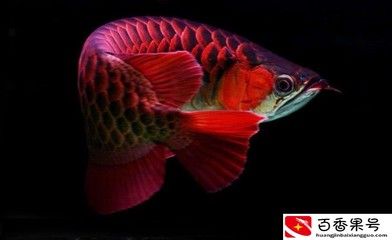 龍魚什么最好（龍魚養(yǎng)殖入門指南） 龍魚百科 第5張