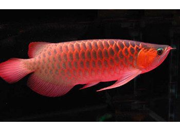 紅龍魚(yú)增色飼料選購(gòu)技巧（紅龍魚(yú)專用增色飼料品牌推薦） 龍魚(yú)百科 第4張