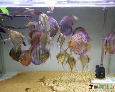 黃金斑馬繁殖期水質(zhì)管理（黃金斑馬魚在繁殖期間對(duì)水質(zhì)有一定的要求，需要注意水質(zhì)管理） 龍魚百科 第1張