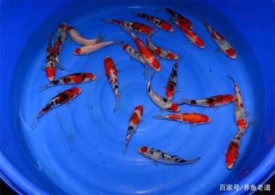 大正三色錦鯉的飼養(yǎng)技巧（大正三色錦鯉飼養(yǎng)需要注意以下幾個(gè)方面）