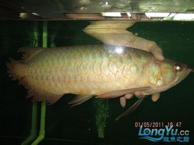 龍魚做完手術(shù)后可以吃東西嗎（龍魚做完手術(shù)后可以吃東西的）