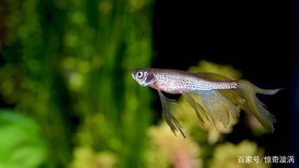 龍魚做完手術(shù)后可以吃東西嗎（龍魚做完手術(shù)后可以吃東西的）