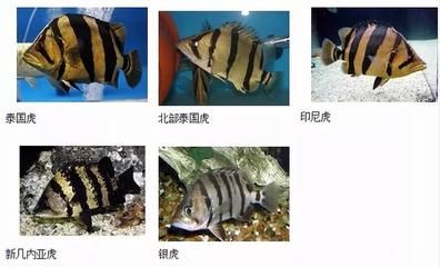 印尼虎魚苗疾病預(yù)防指南（印尼虎魚苗的疾病預(yù)防是確保其健康成長的關(guān)鍵） 龍魚百科 第4張