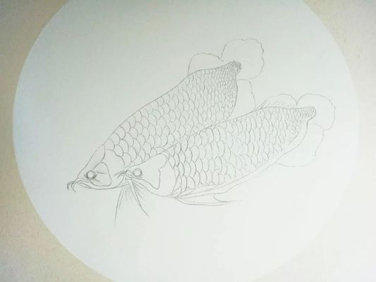 漂亮的金龍魚(yú)（亞洲龍魚(yú)、美麗硬仆骨舌魚(yú)，金龍魚(yú)的價(jià)格差異，） 龍魚(yú)百科 第5張