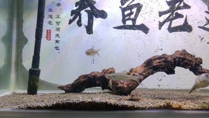 狗頭魚繁殖環(huán)境的最佳配置（斑馬狗頭魚繁殖期間的布置技巧，斑馬狗頭魚繁殖水質(zhì)管理）