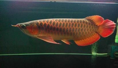 成年紅龍魚飼料搭配技巧（成年紅龍魚的飼料搭配技巧） 龍魚百科 第2張