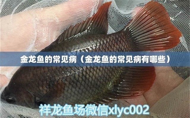 星點金龍魚常見疾病預防（星點金龍魚水質管理技巧,觀賞魚日常健康管理方式）