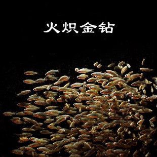 銀河星鉆魚(yú)市場(chǎng)供需關(guān)系（銀河星鉆魚(yú)價(jià)格波動(dòng)趨勢(shì)）