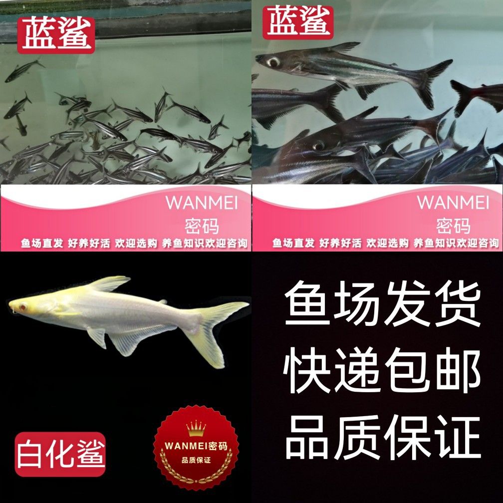 大白鯊魚苗飼料選擇指南（大白鯊魚苗飼料品牌推薦）