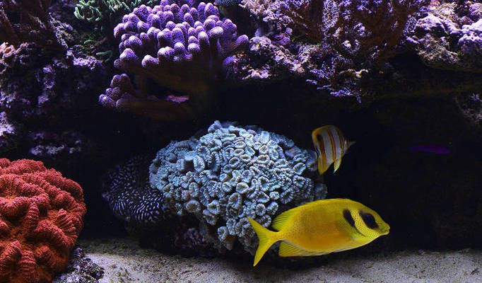 水族燈最佳照明時間設置（水族燈的照明時間設置對于保持水族箱內生態(tài)平衡至關重要）