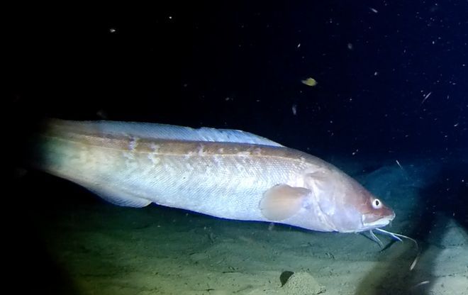 紅魔王銀版魚適宜的食物種類（關(guān)于紅魔王銀版魚適宜的食物種類并沒有完全相關(guān)的直接答案） 龍魚百科 第1張