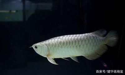 銀龍魚與家居布局關系（如何通過銀龍魚提升家居運勢） 龍魚百科 第3張