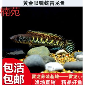 雷龍魚疾病預(yù)防指南，水質(zhì)的好壞直接影響雷龍魚的健康，為了預(yù)防疾病的健康 龍魚百科 第4張