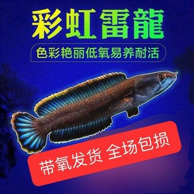 雷龍魚疾病預(yù)防指南，水質(zhì)的好壞直接影響雷龍魚的健康，為了預(yù)防疾病的健康 龍魚百科 第5張