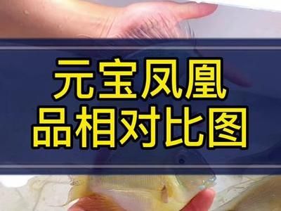 元寶鳳凰魚飼料自制方法，元寶鳳凰魚飼料保存技巧 龍魚百科 第4張