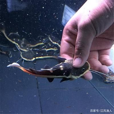 招財(cái)貓魚苗適宜的水質(zhì)參數(shù)，招財(cái)貓魚苗最佳喂養(yǎng)頻率，如何檢測魚缸水質(zhì)清潔度 龍魚百科 第2張