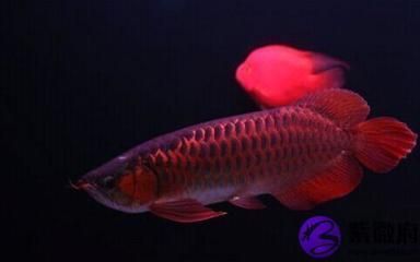 紅龍魚(yú)適合什么背景養(yǎng)，紅龍魚(yú)的養(yǎng)殖背景 龍魚(yú)百科 第4張