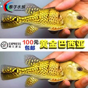 藍(lán)帆三間魚最佳飼料選擇，藍(lán)帆三間魚的最佳飼料選擇應(yīng)當(dāng)是結(jié)合人工飼料和活性餌料的優(yōu)點(diǎn)