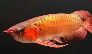 龍魚(yú)買回來(lái)不吃食怎么辦，新購(gòu)買的新龍魚(yú)不吃食怎么辦 龍魚(yú)百科 第4張