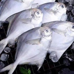 黃鰭鯧魚生長旺季飼料選擇，黃鰭鯧魚飼料保存方法 龍魚百科 第3張