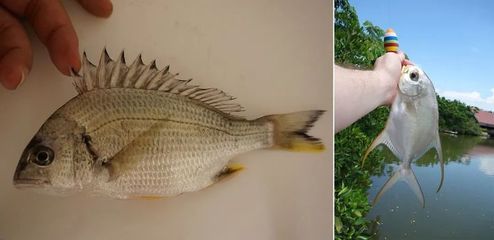 黃鰭鯧魚生長旺季飼料選擇，黃鰭鯧魚飼料保存方法 龍魚百科 第2張