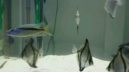 黃鰭鯧魚生長旺季飼料選擇，黃鰭鯧魚飼料保存方法 龍魚百科 第4張