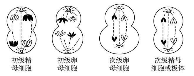 孤雌繁殖的生物學(xué)意義，孤雌繁殖與生物多樣性關(guān)系孤雌繁殖與生物多樣性關(guān)系