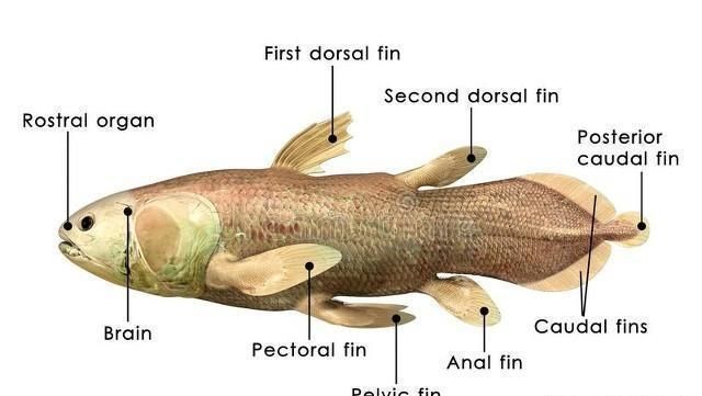 肺魚在進(jìn)化史上的地位，肺魚在生物進(jìn)化史上占據(jù)著重要地位，它們被認(rèn)為是相當(dāng)古老的生物 龍魚百科 第4張