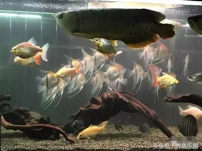 龍魚和巴西亞混養(yǎng)技巧和方法，混養(yǎng)龍魚和巴西亞的注意事項(xiàng) 龍魚百科 第4張