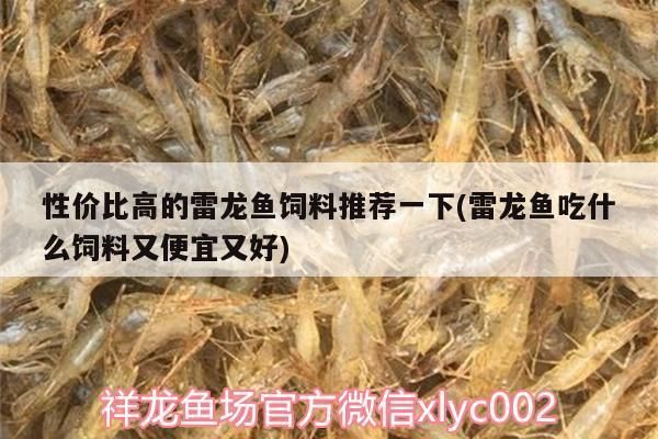 雷龍魚(yú)飼料選擇指南 龍魚(yú)百科 第3張