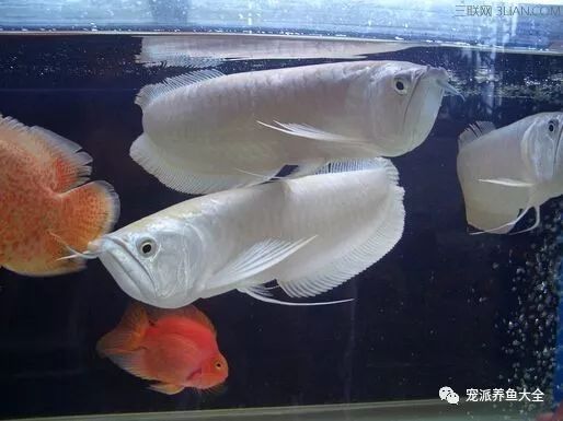 紅龍魚夏季降溫方法，紅龍魚夏季降溫方法，保持適宜水溫 龍魚百科 第5張