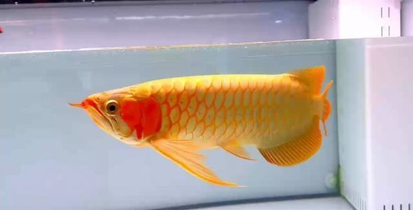 如何挑選比賽級(jí)龍魚(yú)，如何挑選適合參加比賽的龍魚(yú)，賽級(jí)龍魚(yú)選購(gòu)技巧分享 龍魚(yú)百科 第2張