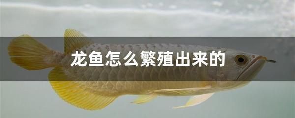 龍魚級別怎么分公母的，龍魚的性別怎么分公母 龍魚百科 第5張