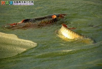 龍魚可以喂草魚嗎，龍魚與草魚共養(yǎng)的注意事項， 龍魚百科 第2張