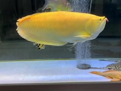 黃化銀龍魚(yú)最佳飼料選擇，黃化銀龍魚(yú)最佳飼料選擇應(yīng)考慮到其營(yíng)養(yǎng)需求和口味偏好 龍魚(yú)百科 第4張