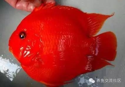 如何判斷財(cái)神鸚鵡魚基因優(yōu)劣，如何判斷財(cái)神鸚鵡魚的基因優(yōu)劣